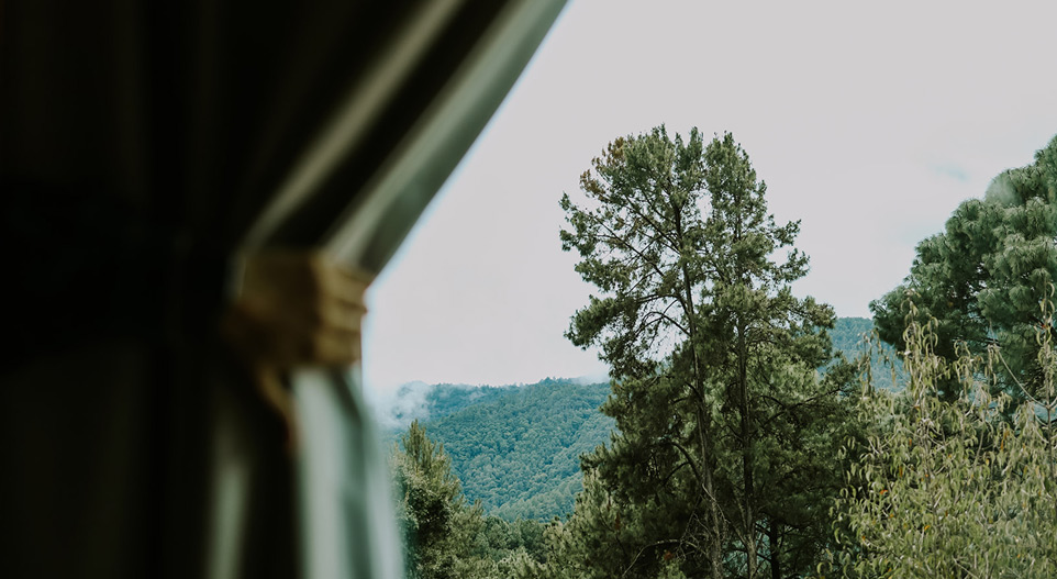 Vista al bosque